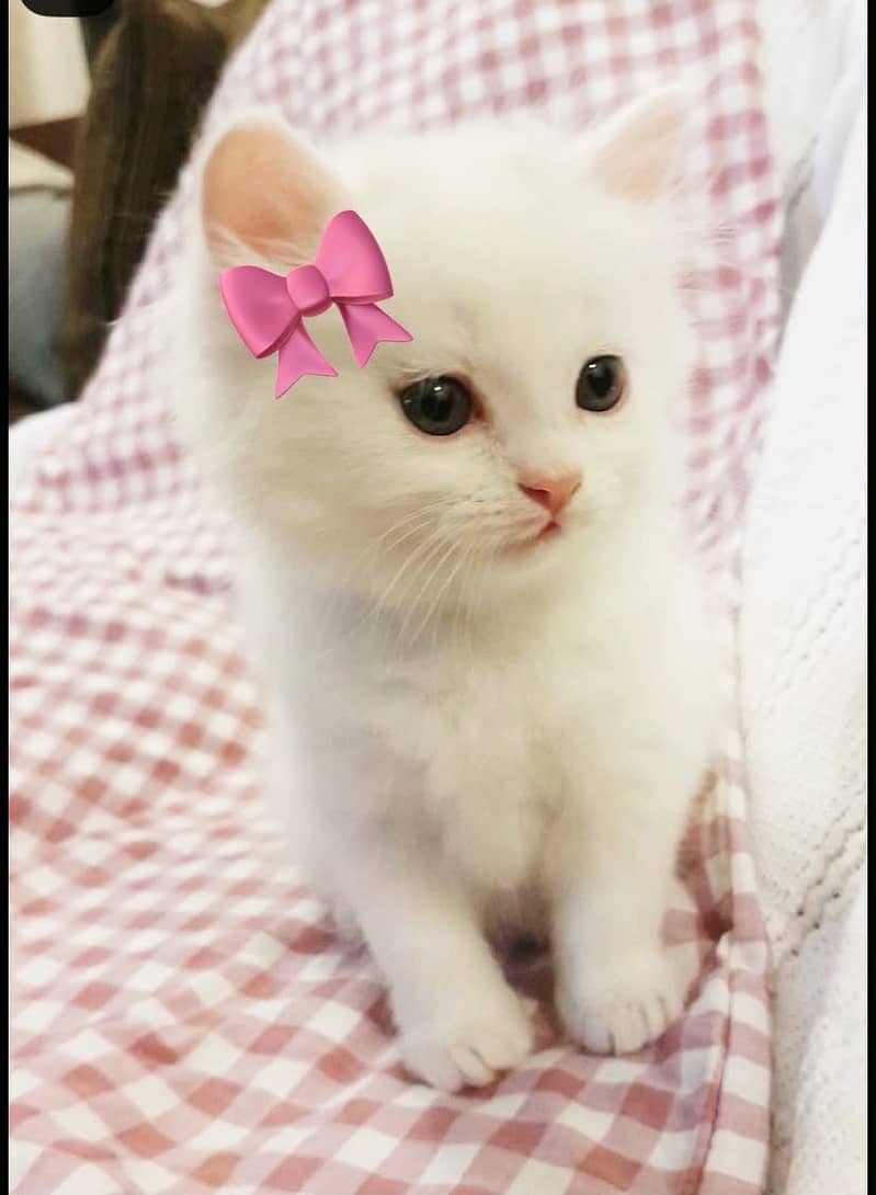 Kitten available 2