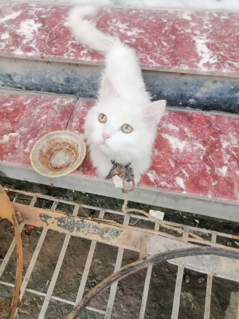 وایٹ کلر 0