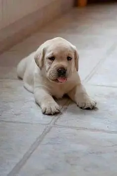 Labrador
