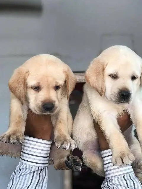 Labrador — photo 2