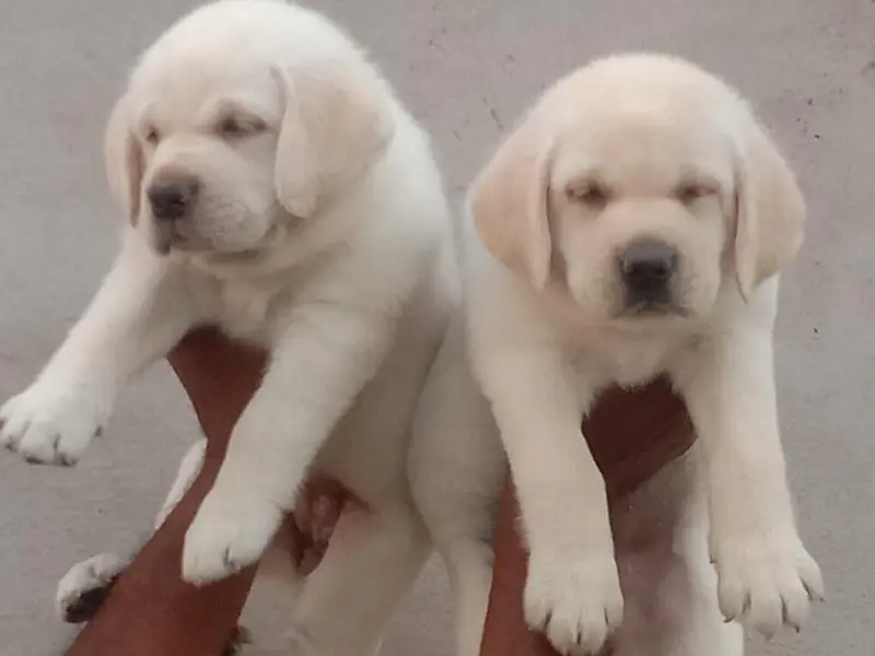 Labrador — photo 3