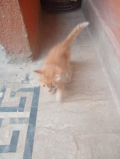 5 baby cat and his mother for sale