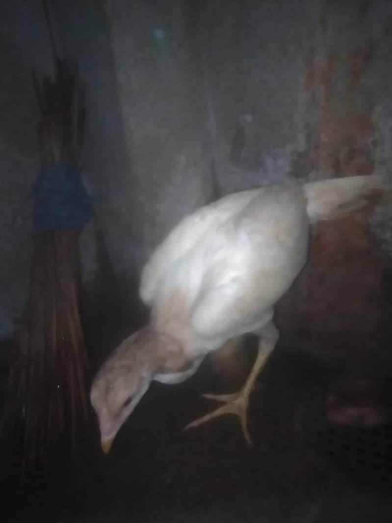 paiir 3