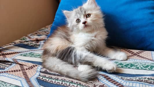 persian kittens | triple coated cupcake | fluffy heavy fur |Adorable