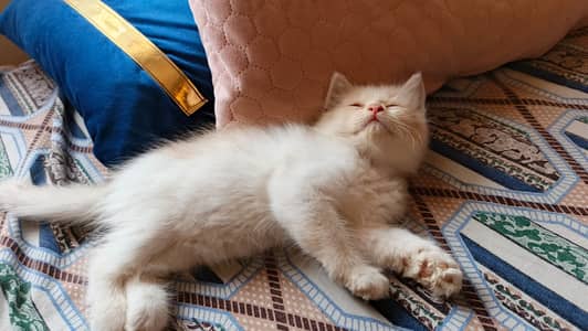 persian kittens | triple coated cupcake | fluffy heavy fur |Adorable