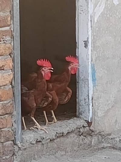 RiR males for sale