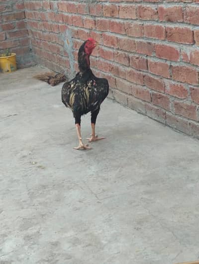 PURE ASEEEL MIANWALI ROOSTER OF SAVA COLOUR WTSP 03402012707