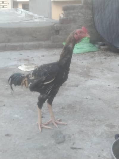 Sindhi +bharmi