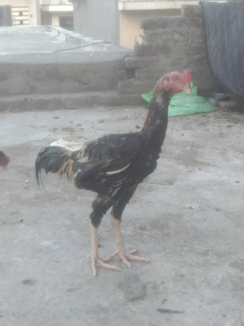 Sindhi +bharmi 1