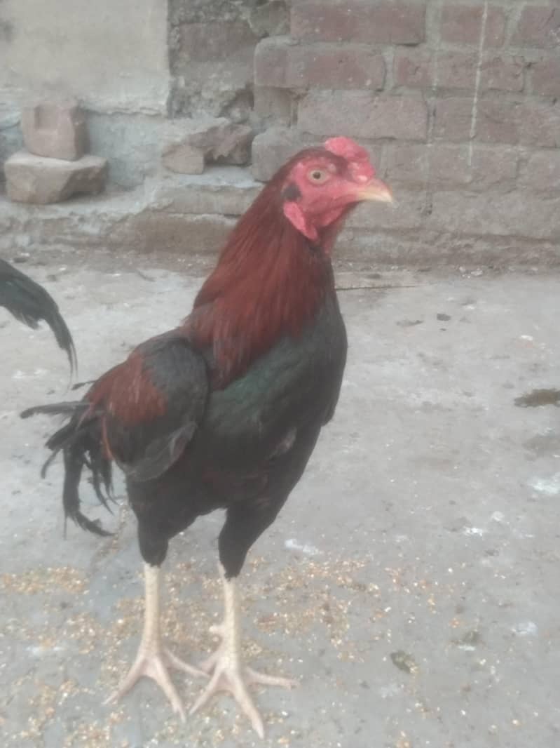 Sindhi +bharmi 2