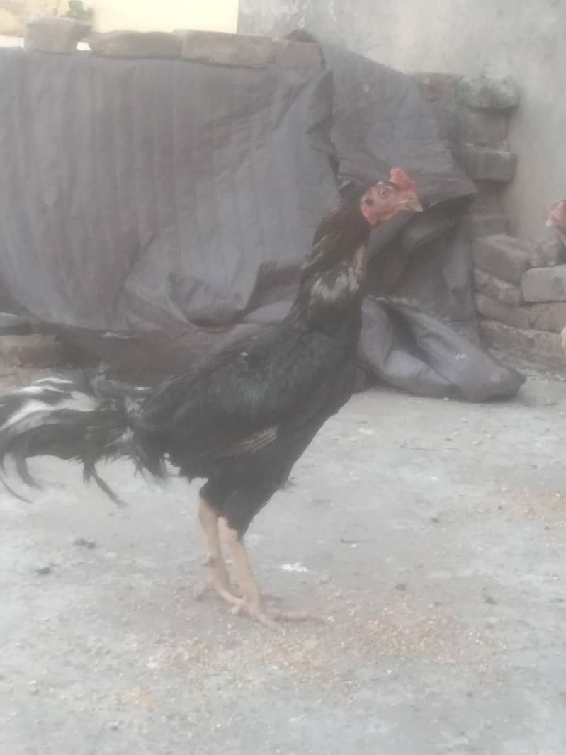 Sindhi +bharmi 3