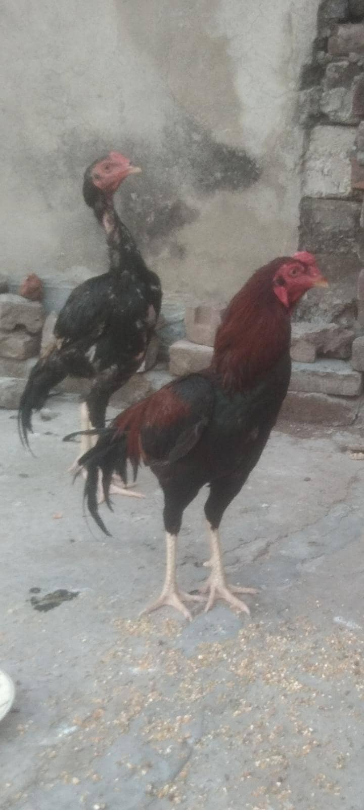 Sindhi +bharmi 4