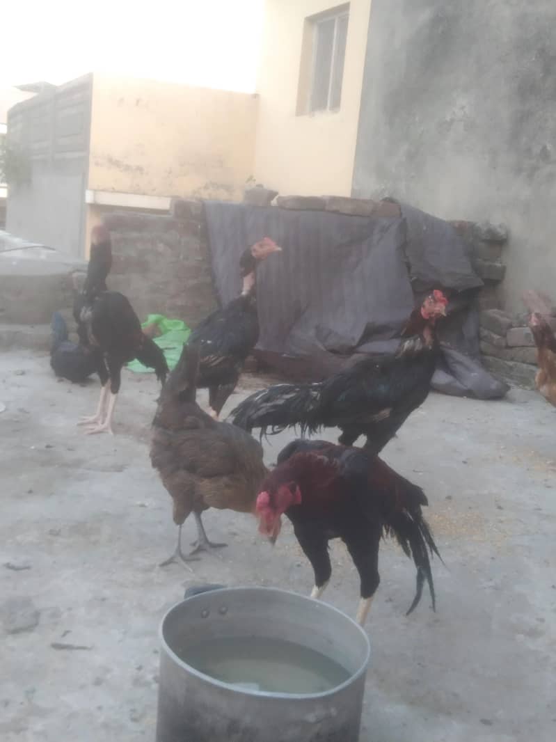 Sindhi +bharmi 5
