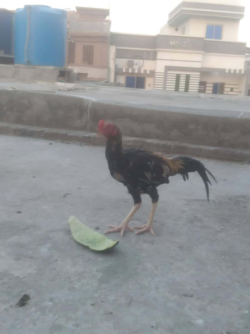 Sindhi +bharmi 6