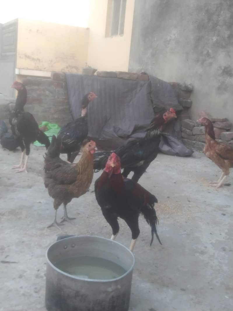 Sindhi +bharmi 7