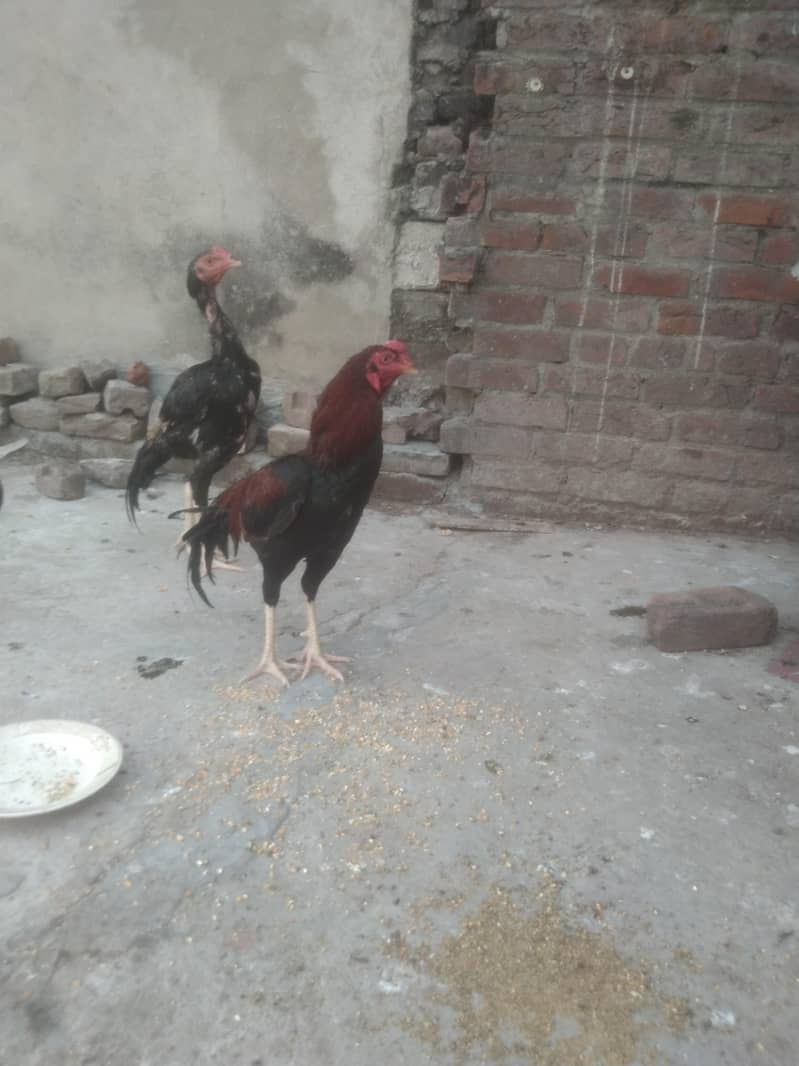 Sindhi +bharmi 9