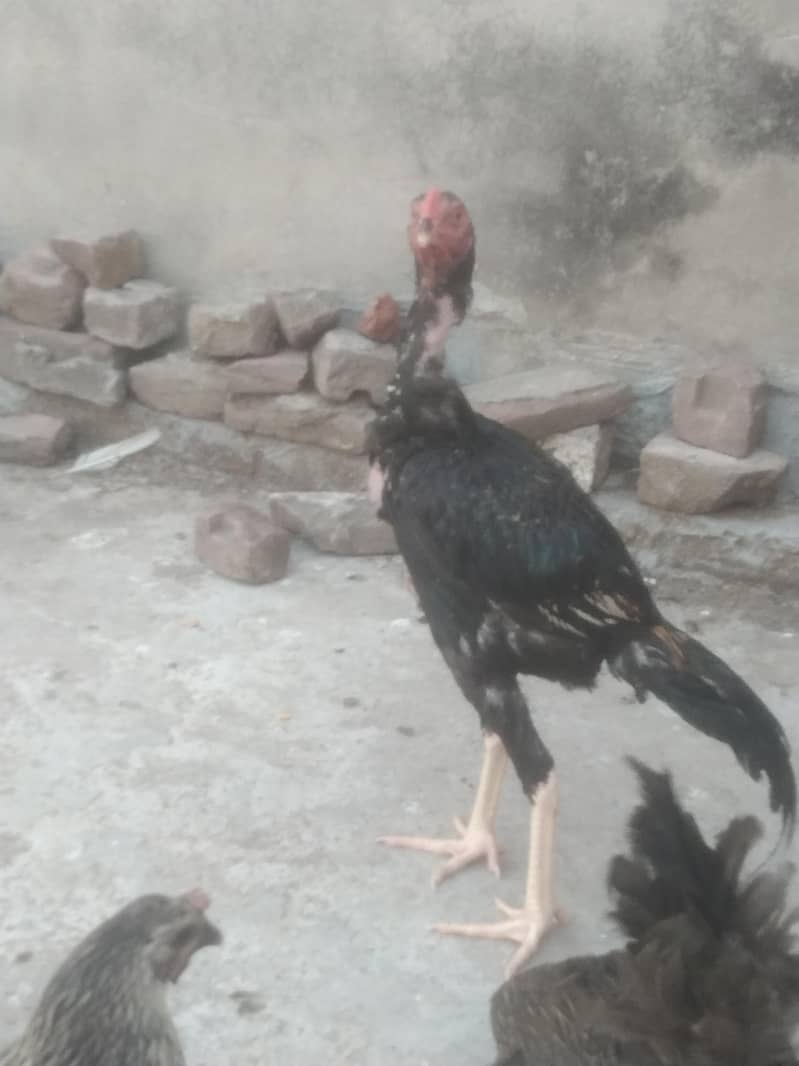 Sindhi +bharmi 10