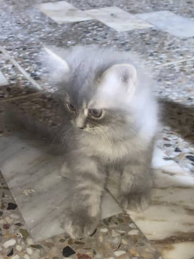 Persian kittens of 40 days