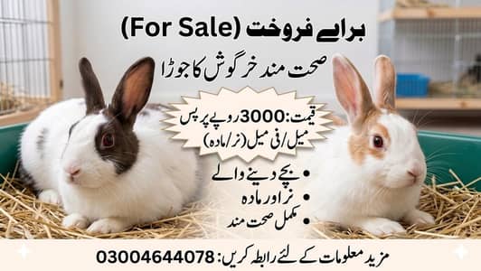 Rabbits For sale Male feMale