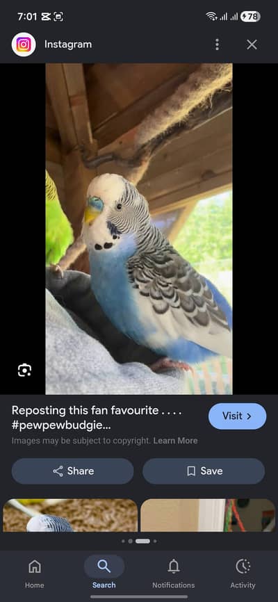 budgie for sell
