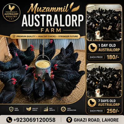Australorp chicks | Black australorp chicks | pure australorp chicks