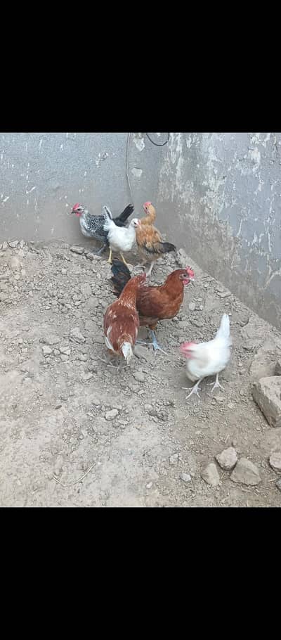 Golden misri chicks for sale