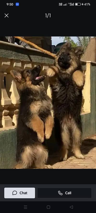 Long coat German puppy Shepherd . 03476578922 WhatsApp