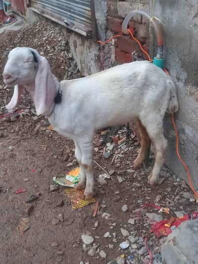 Pair Good and healthy baby goat