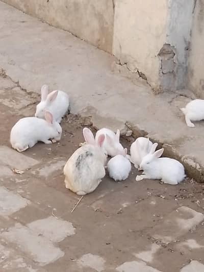 white rabbits with red eyes