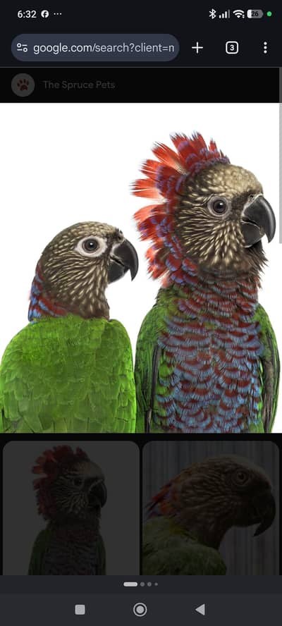Hawck parrot baby