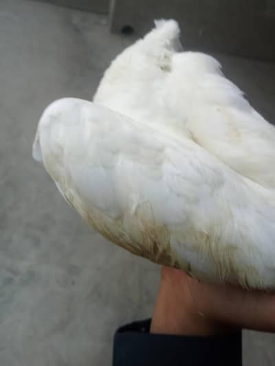 Lucke pigeon