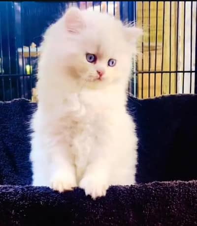 (Persian female kitten) (for sale all) (Pakistan delivery available)
