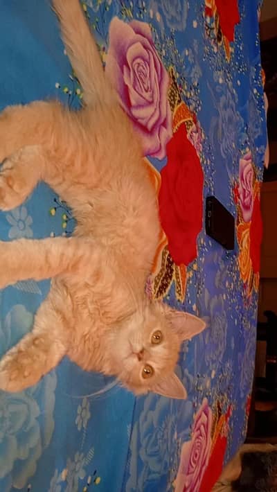  Cute Kitten for Sale – Gujrat (Ramtalai)