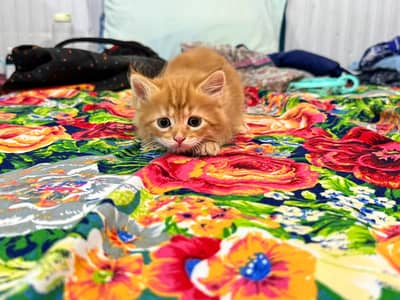 persian male kitten 1.5 month old