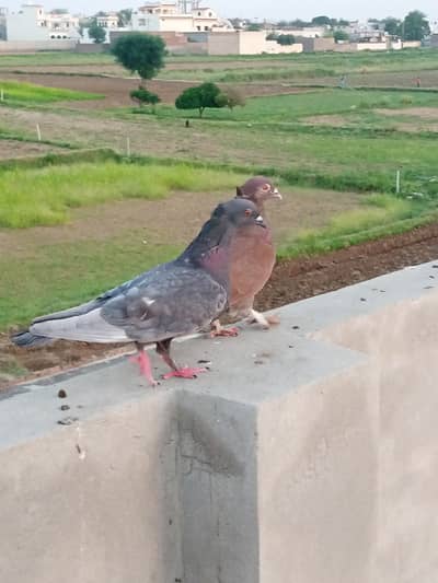 Breeder Fancy Pigeon, Fancy Pigeon Pair