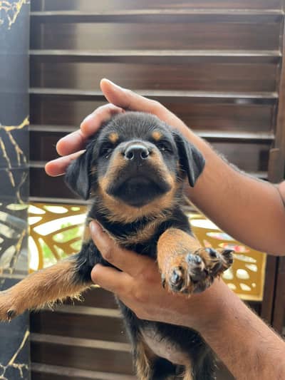 pure German Rottweiler female puppy puppies
