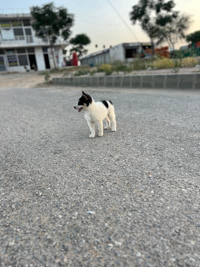 husky dog