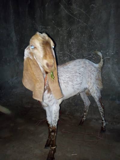 Pure DG khan Breed.