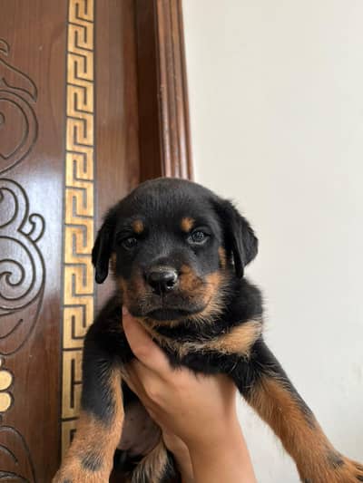 German Rottweiler female puppy puppies