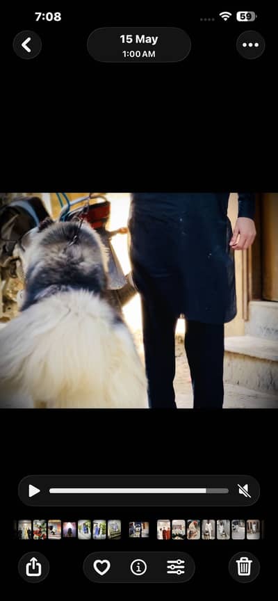 Wooly coat husky