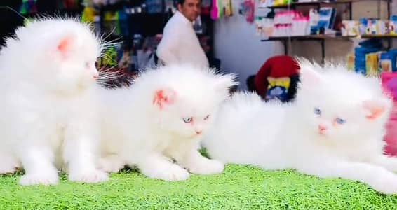 Persian cat triple kot,for sale,my WhatsApp 03476578922