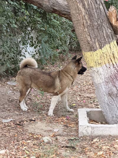 DOG AMERICAN AKITA