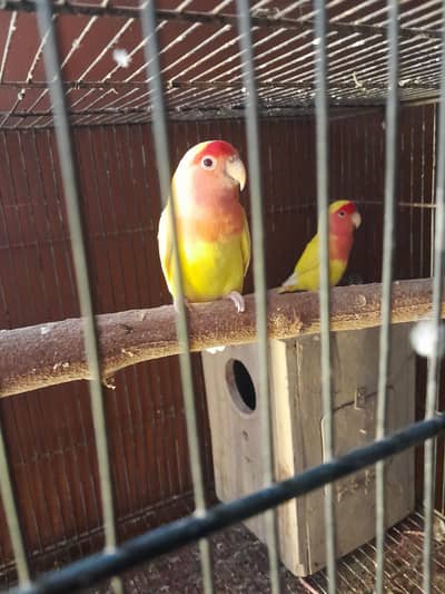cocktail chicks
