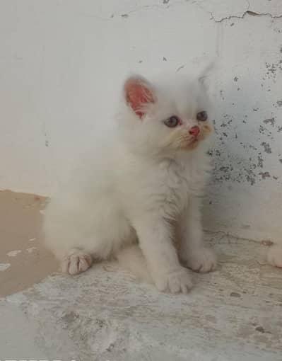 cute kittens for sale