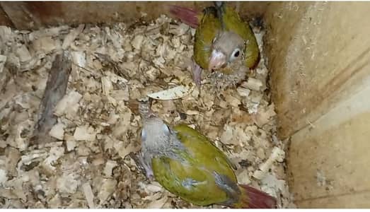 pineapple conour chicks