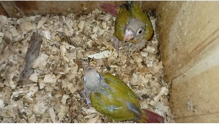 pineapple conour chicks 0
