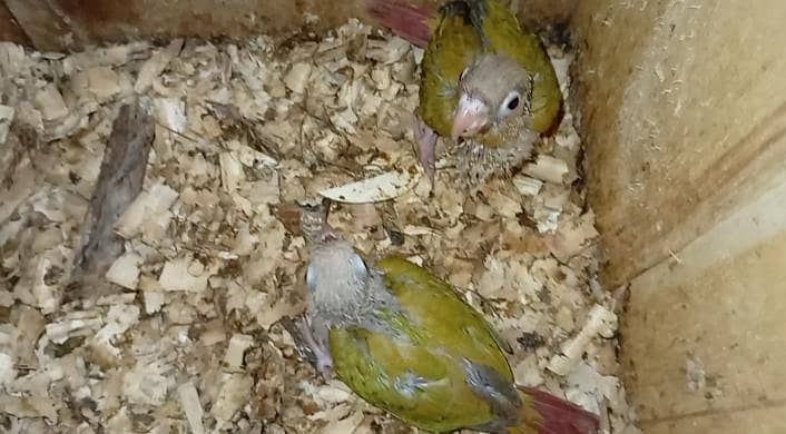 pineapple conour chicks 1