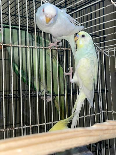 Fully Breeder Australian Parrots