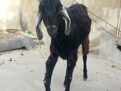 Bakra goat for sale