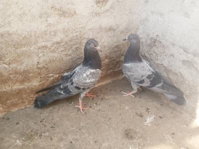 pigeons purchaser